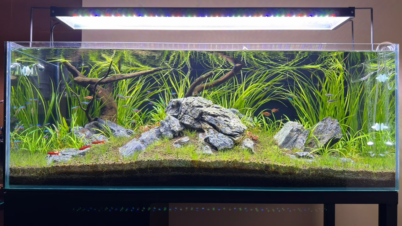 BTREE aquarium lighting